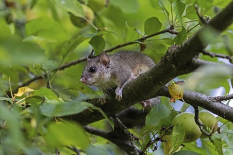Dormouse (Glis glis), Animals, Mammals, Dormice, Nocturnal, Rodents, Baden-Württemberg, Federal
