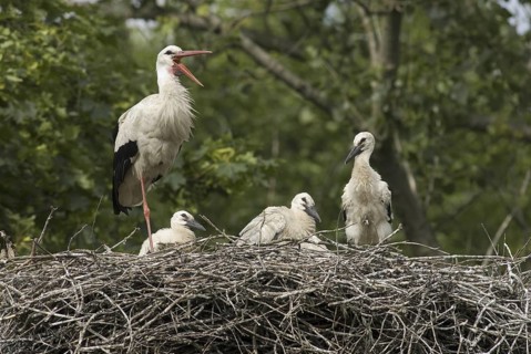 White Stork (Ciconia ciconia) nest, Mecklenburg-Western Pomerania, Germany