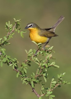 Yellow-breasted Chat (Icteria virens) perched on a branch, Texas, USA