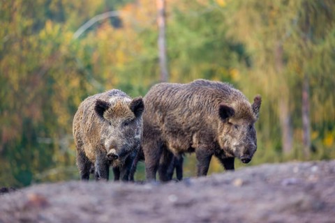 Two wild boar or wild pig (Sus scrofa), run across a clearing in hilly terrain in search of food.