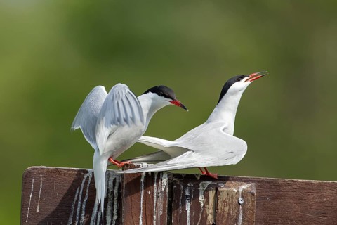 Common tern (Sterna hirundo) two adult birds during their courtship love display in the summer,