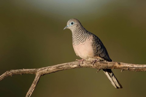 Peaceful Dove (Geopelia placida), New South Wales, Australia