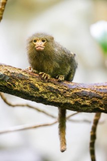 Eastern pygmy marmoset (Cebuella niveiventris) climbing on a tree in a forest, captive, Germany