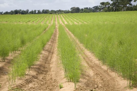 Asparagus plants in field Sutton Suffolk England