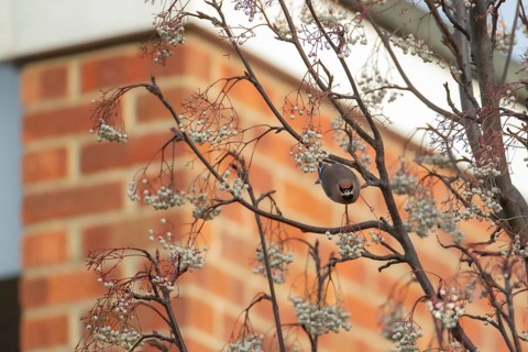 Bohemian waxwing (Bombycilla garrulus) adult bird feeding on a Sorbus tree berry on a housing