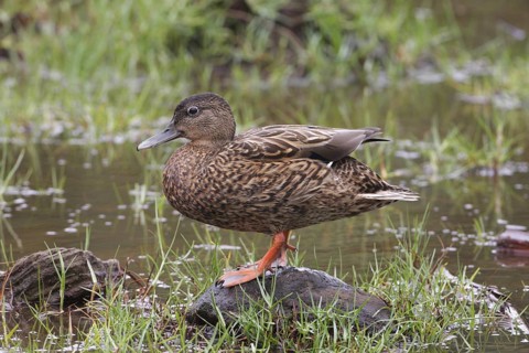 Hawaiian Duck, Anas wyvilliana, USA, Hawaii, Kauai, Endengered species