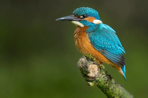 Common Kingfisher (Alcedo atthis) male perched on a branch, Lower Saxony, Germany