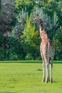 A Rothschild's Giraffe (Giraffa camelopardalis camelopardalis) walks across a green meadow. A green