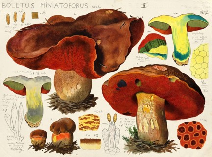 Mushroom, mushroom, cobbler mushroom, Boletus miniatoporus, authentic reproduction of an