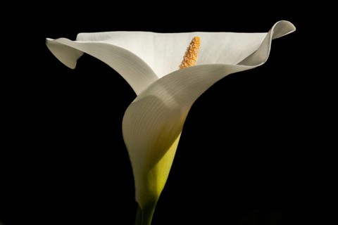 Arum or white calla (Zantedeschia aethiopica) in bloom in spring. Bas Rhin, Alsace, France