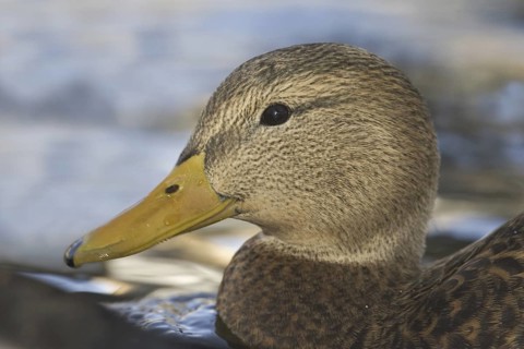 Mexican Duck (Anas diazi), New Mexico, USA