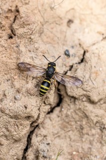Clay wasp (Ancistrocerus nigricornis), Emsland, Lower Saxony, Germany