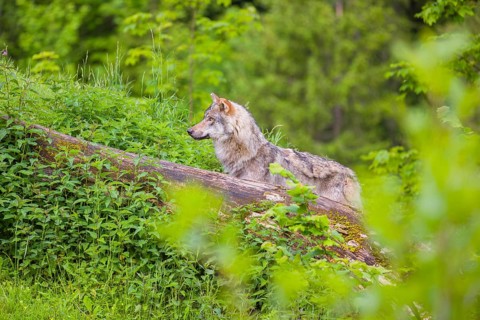 A male Eurasian gray wolf (Canis lupus lupus) stands on a hill, behind a rotting tree lying on the