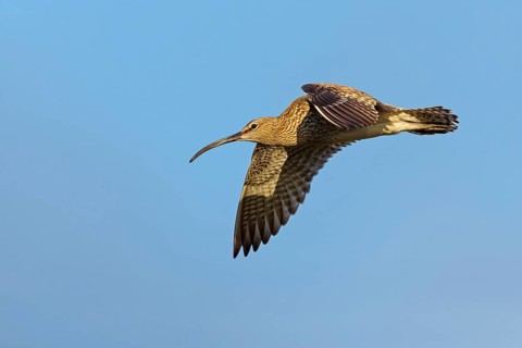 Whimbrel, Animals, Birds, (Numenius phaeopus), Aerial view, lateral, Norðurþing, Húsavík, Iceland