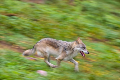 One eurasian gray wolf (Canis lupus lupus) running over a green meadow in an open forest. Motion