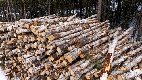 Tree trunks stored after cutting and before being transported to the pulp mill. Region of La