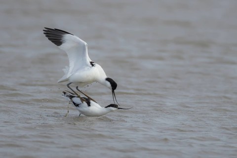 Pied avocet (Recurvirostra avosetta) two adult wading birds mating in a shallow lagoon in the
