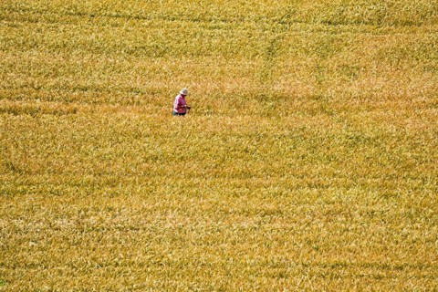 Bed in a grainfield, Germerode, Werra-Meissner district, Hesse, Germany