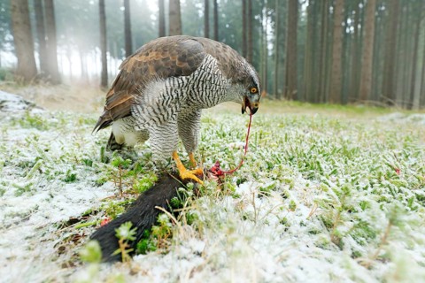 Goshawk with killed black squirrel in the forest with winter snow - photo with wide angle lens.