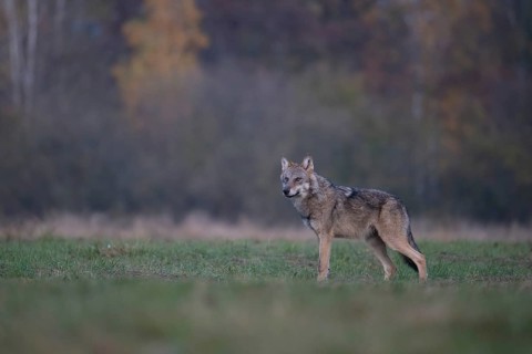 European grey wolf, Eurasian wolf (Canis lupus lupus), wolf in forest clearing, Podlaskie