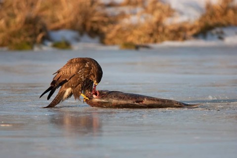 Common Buzzard (Buteo buteo), Mecklenburg-Western Pomerania, Germany