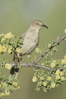 Curve-billed Thrasher (Toxostoma curvirostre), Arizona, USA