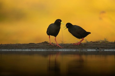 Black Crake (Amaurornis flavirostra) foraging, South Africa