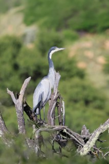 Black-necked Night Heron (Ardea melanocephala), adult, alert, perch, Mountain Zebra National Park,