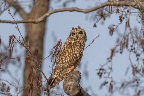Short-eared owl (Asio flameus) sitting on a branch. Bas Rhin, Alsace, France