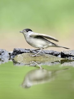 Eurasian Blackcap (Sylvia atricapilla) male, Hungary