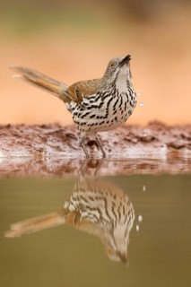 Long-billed Thrasher (Toxostoma longirostre) drinking, Texas, USA