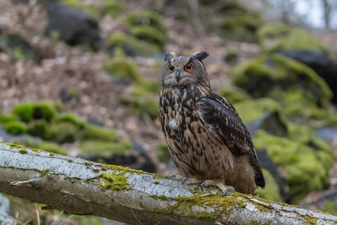 One Eurasian Eagle Owl, Bubo bubo, perched on a mossy log. Mossy rocks in the background