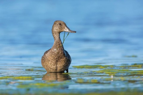 Freckled Duck (Stictonetta naevosa) female, Victoria, Australia