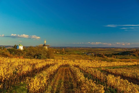 Surrounded by Vineyards. Windmill Retz, located in Lower Austria. The windmill is one of the last