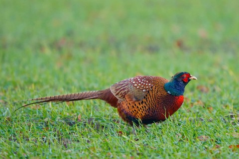 Common Pheasant (Phasianus colchicus) male, North Rhine-Westphalia, Germany