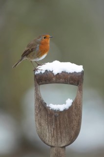 European robin (Erithacus rubecula) adult bird on a snow covered garden fork handle in winter,