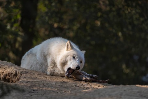 One Arctic wolf (Canis lupus arctos) lying on the forest floor, chewing on a bone. Green vegetation