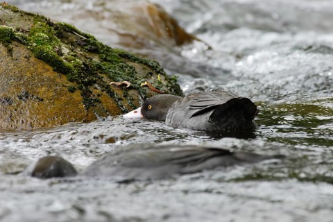 Blue Duck (Hymenolaimus malacorhynchos), New Zealand