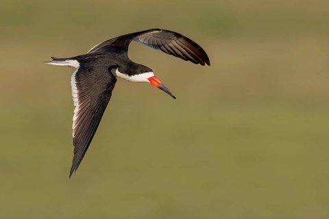 Black Skimmer (Rynchops niger) flying over a river in the Pantanal of Brazil