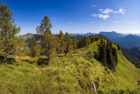 Mountain forest on the way to the Einberg, Postalm, Osterhorn group, Salzkammergut, Salzburg