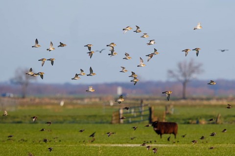 European Golden Plover & Common Starling (Pluvialis apricaria & Sturnus vulgaris) group flying,