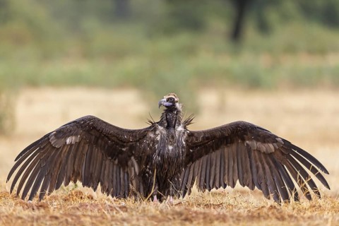 Cinereous Vulture, (Cinereous Vulture, Aegypius monachus), Animals, Birds, Sierra de San Pedro,