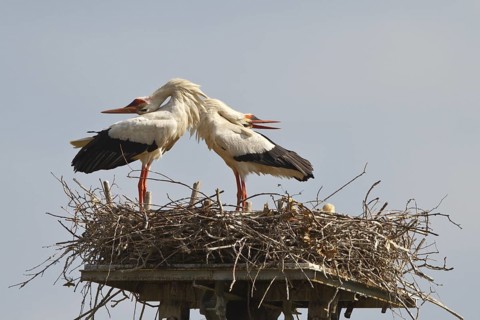 White Stork (Ciconia ciconia) nest, North Rhine-Westphalia, Germany