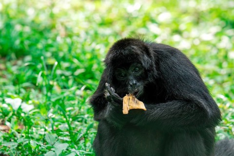 A Guatemalan Black Howler, Alouatta pigra, sits amidst lush greenery eating a piece of fruit,