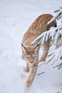 Eurasian lynx (Lynx lynx) walking in a snowy forest in winter, Bavaria, Germany