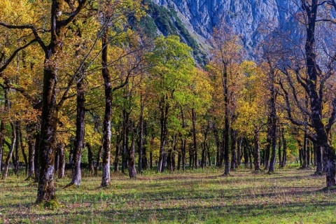 Nature conservancy area Grosser Ahornboden. Sycamore maple trees, Acer pseudoplatanus, in autumn.