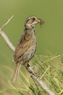 Seaside Sparrow (Ammodramus maritimus), Texas, USA