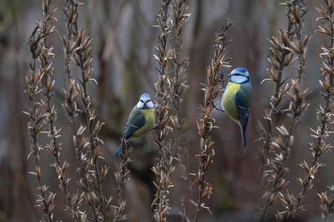Great tits (Parus major) at the seed head of an evening primrose, Bavaria, Germany