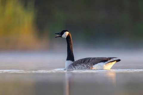 Canada Goose (Branta canadensis) calling, North Rhine-Westphalia, Germany