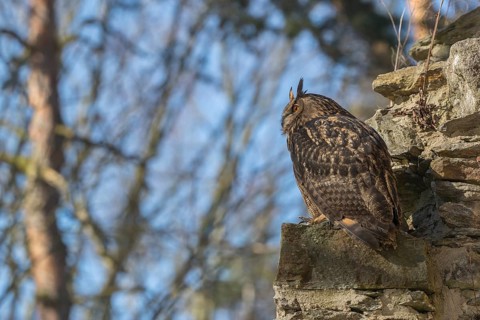 One Eurasian Eagle Owl, Bubo bubo, perched on the walls of a ruin of a monastery. Trees and blue